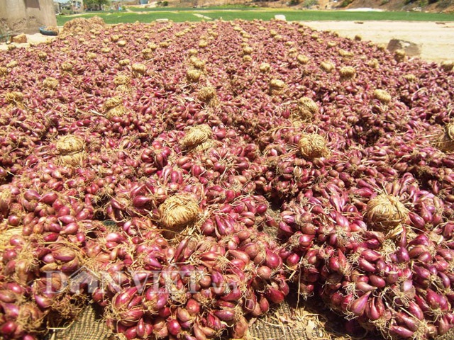 Lộ “bí kíp” làm hành giống thu tiền triệu của nông dân ven biển - 1 Hành giống chuẩn phải có màu sắc đẹp, củ vừa phải.