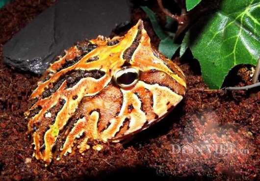 Một chú ếch màu vàng sọc khá dễ thương được anh Tân bán giá khoảng gần 1 triệu đồng/con.