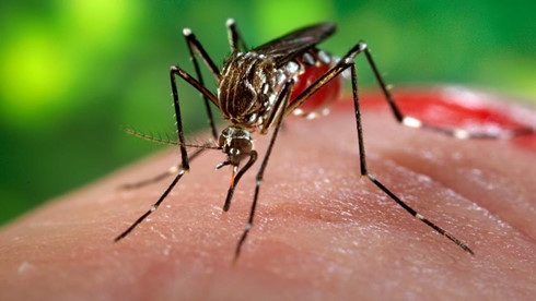 Vi rút Zika có thể sống trong mắt người và gây bệnh về mắt - 1 (Ảnh: hollywoodfl).