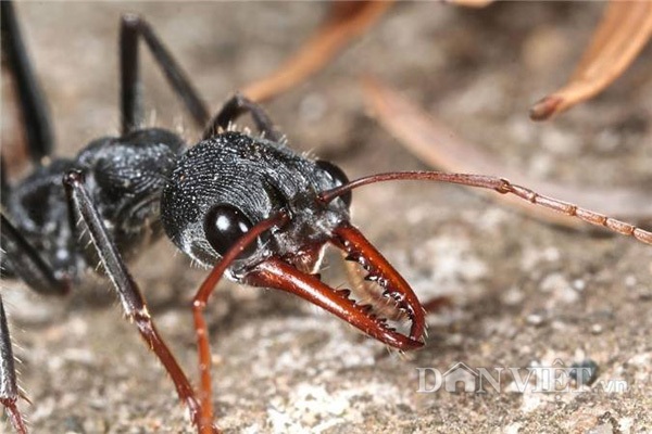 Những bức ảnh kiệt tác về loài kiến khiến bạn kinh ngạc - KhoaHoc.tv