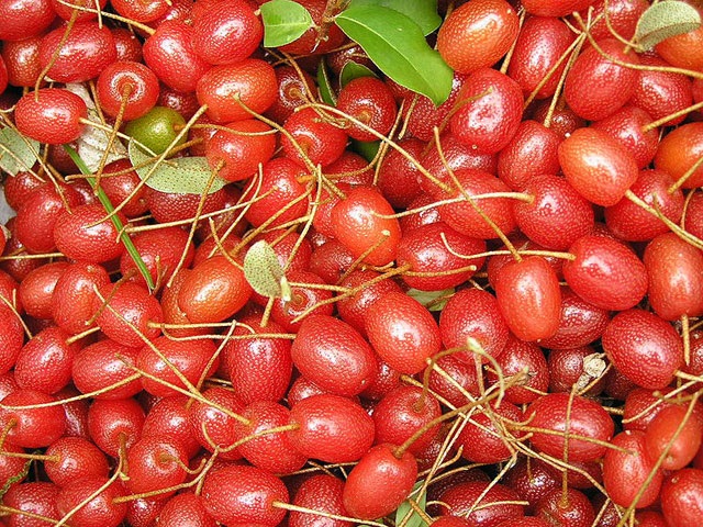 "Ứa nước miếng" ngắm những trái nhót tây cực đã - 1 "Ứa nước miếng" ngắm những trái nhót tây cực đã - 1