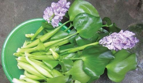 Hà thành ăn lạ: Bèo tây thành đặc sản - 1 Bèo tây trước kia được dùng làm thức ăn cho lợn, gà, ngan vịt thì nay được dân Hà thành tìm kiếm về ăn như một loại rau sạch đặc sản
