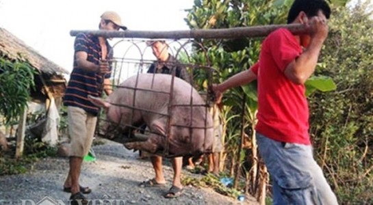 Mánh hiểm lái buôn Tàu: Thương lái Việt hại nông dân Việt - 2 Mánh hiểm lái buôn Tàu: Thương lái Việt hại nông dân Việt - 2