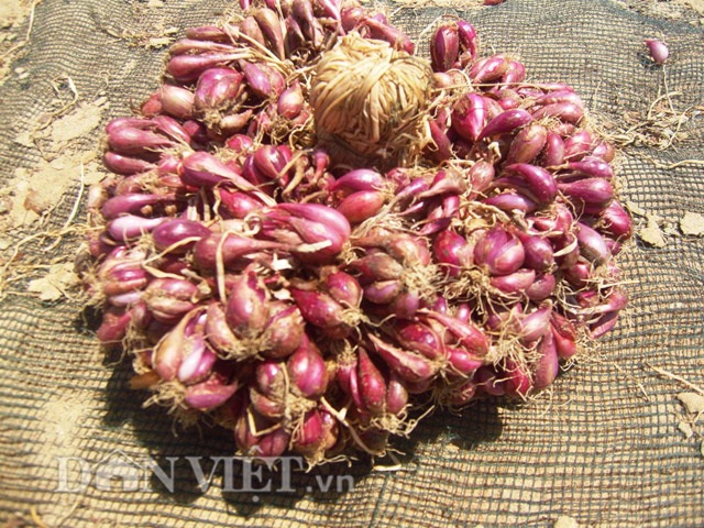 Lộ “bí kíp” làm hành giống thu tiền triệu của nông dân ven biển - 2 Hành được buộc chặt bằng dây giúp dễ dàng vận chuyển.