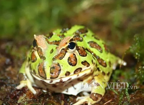 Một chú ếch Pacman màu xanh cốm tuyết đẹp (có giá trên dưới 1 triệu đồng/con tùy thời điểm) đang được bán tại shop của anh Thành ở Hà Nội.