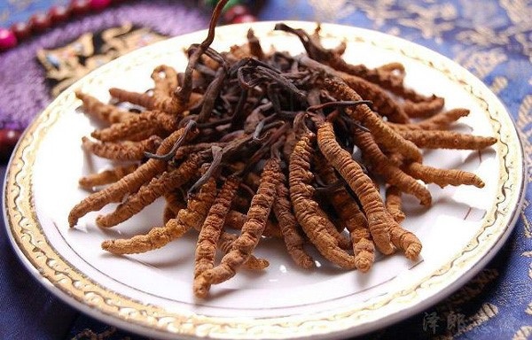 "Tiên dược" Tây Tạng giá trên trời: Giới nhà giàu Việt háo hức đặt mua - 1 Đông trùng hạ thảo Tây Tạng đang có giá bán trên thị trường lên đến 1,6 tỷ đồng/kg.
