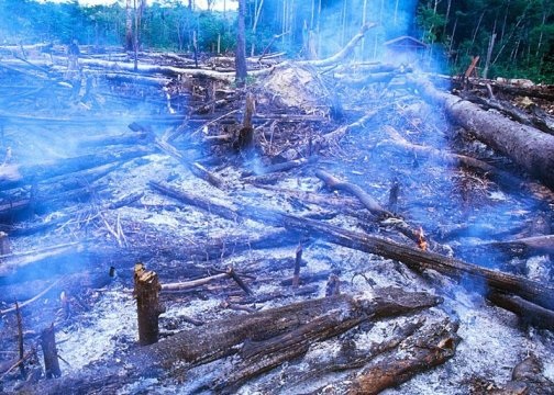 Bản đồ mới về “dấu chân”con người hủy hoại đa dạng sinh học - 1