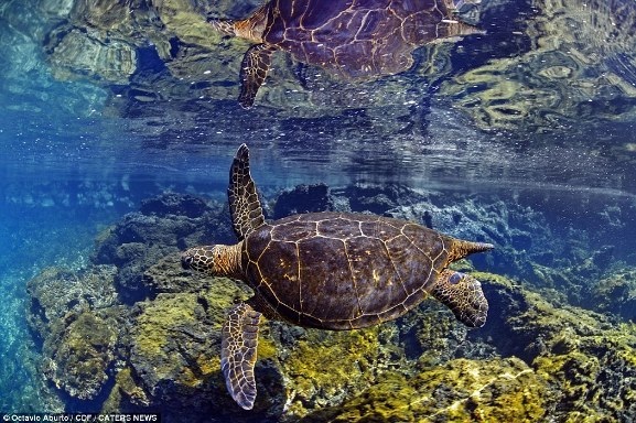 Bộ ảnh tuyệt đẹp về cuộc sống dưới nước vùng đảo Galapagos - 1 Bộ ảnh tuyệt đẹp về cuộc sống dưới nước vùng đảo Galapagos - 1