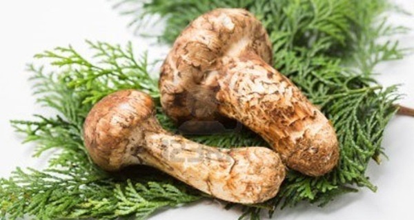 Choáng ngợp 8 món ăn nghìn đô chỉ dành cho giới siêu giàu - 2 Nấm Matsutake