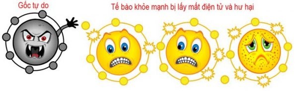 Gốc tự do - "Kẻ giấu mặt" gây ung thư và tàn phá sắc đẹp - 1 Gốc tự do tấn công tế bào khỏe mạnh