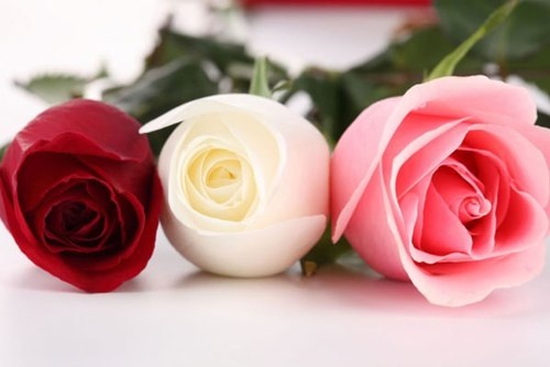 Trường SSTH Thuỵ Sĩ đã tới Việt Nam - 1 Trường SSTH Thuỵ Sĩ đã tới Việt Nam - 1