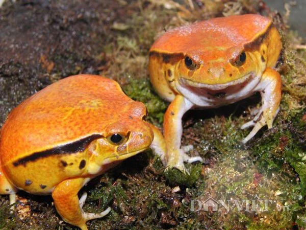 Cặp ếch Pacman có màu cà chua rất bắt mắt.