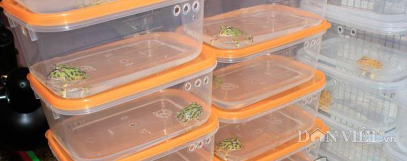 Dân phố Việt rộ phong trào nuôi “ếch ngoài hành tinh” - 8