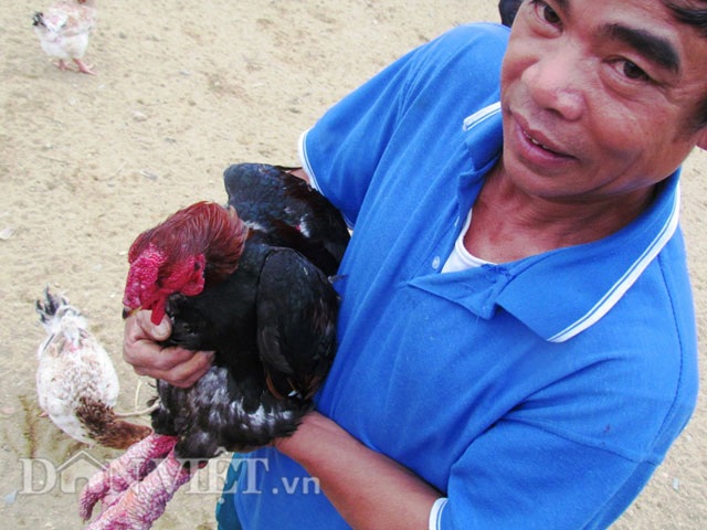 Đã mắt ngắm đàn gà tiền tỷ của lão nông Hà Tĩnh - 8 Đã mắt ngắm đàn gà tiền tỷ của lão nông Hà Tĩnh - 8