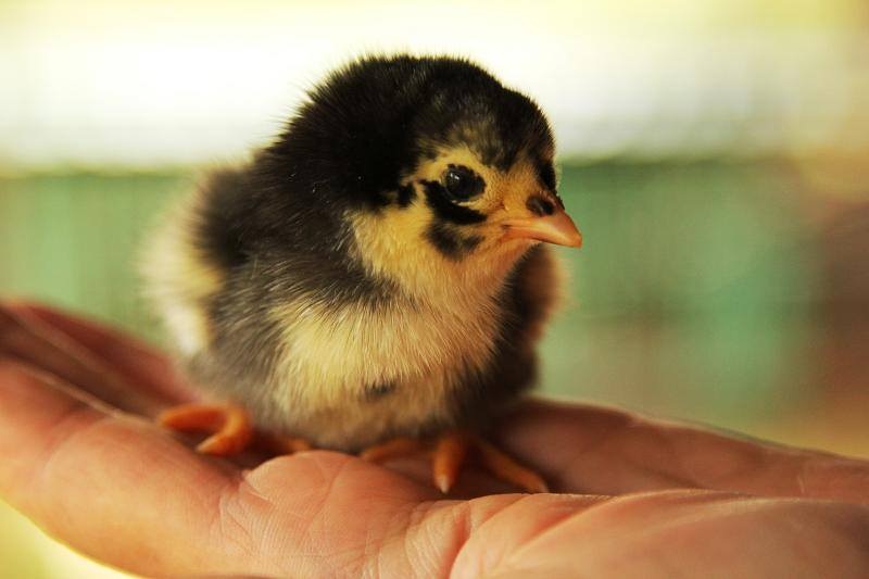 Một ngày làm nông dân siêu sướng ở trang trại ngoại ô - 10 Một ngày làm nông dân siêu sướng ở trang trại ngoại ô - 10