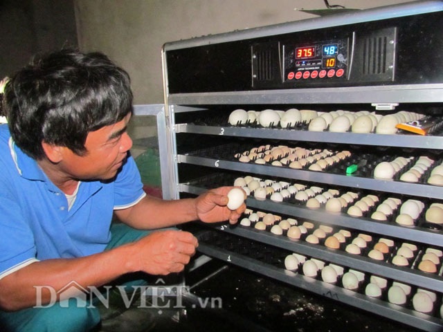 Đã mắt ngắm đàn gà tiền tỷ của lão nông Hà Tĩnh - 9 Đã mắt ngắm đàn gà tiền tỷ của lão nông Hà Tĩnh - 9