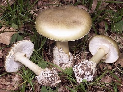 Cần cảnh giác với các loài nấm độc gây chết người - 2 Nấm đen nhạt