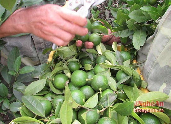 Trồng chanh gai trên đất đá ong, kiếm hàng trăm triệu đồng - 3 Chanh đạt chất lượng, quả to, mọng nước.