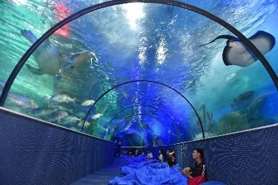 Trào lưu "ngủ dưới đáy biển" đã có mặt tại Việt Nam - 2 Không cần bay vạn dặm, bạn có thể trải nghiệm Đêm huyền bí - Ngủ trong lòng thủy cung” ngay tại Hà Nội