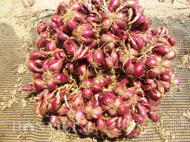 Lộ “bí kíp” làm hành giống thu tiền triệu của nông dân ven biển - 3 Khi phơi hành phải trở đều.