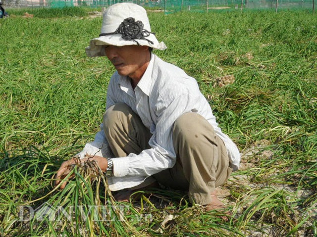 Giá đội đỉnh, một bao "vàng trắng" hơn 4 chỉ vàng - 3 Người dân đang thu hoạch tỏi.