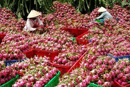 Sáu loại quả 100% thuần Việt, ăn thoải mái không dính độc - 3 Sáu loại quả 100% thuần Việt, ăn thoải mái không dính độc - 3
