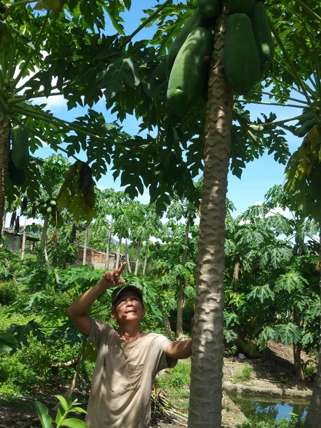 Bí quyết trồng đu đủ sai trĩu, nặng tới 7kg/quả - 3 Ông Tào cho biết sau 2 năm trồng, cây cao 3m, quả nặng từ 4-7kg và dài 30cm.