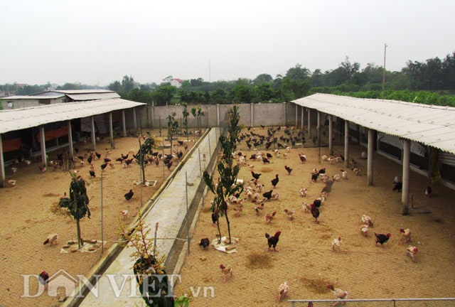 Đã mắt ngắm đàn gà tiền tỷ của lão nông Hà Tĩnh - 10 Đã mắt ngắm đàn gà tiền tỷ của lão nông Hà Tĩnh - 10