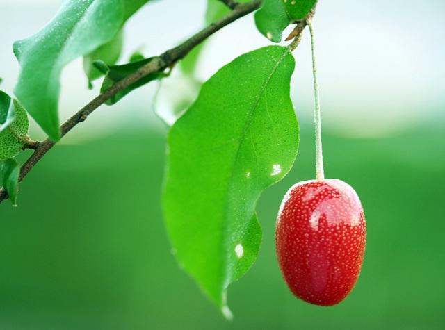 "Ứa nước miếng" ngắm những trái nhót tây cực đã - 11 "Ứa nước miếng" ngắm những trái nhót tây cực đã - 11