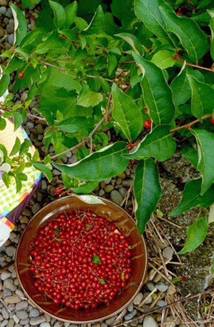 "Ứa nước miếng" ngắm những trái nhót tây cực đã - 12 "Ứa nước miếng" ngắm những trái nhót tây cực đã - 12