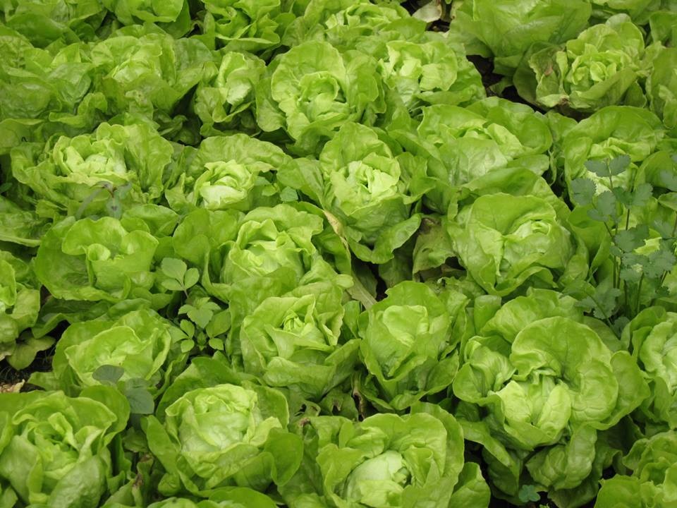 Một ngày làm nông dân siêu sướng ở trang trại ngoại ô - 4 Một ngày làm nông dân siêu sướng ở trang trại ngoại ô - 4