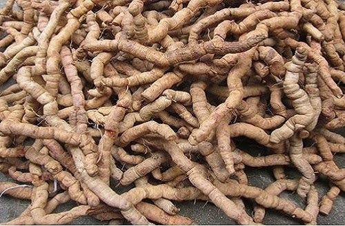 'Chiến binh' đổ gục vì thần dược ba kích - 4 Ba kích phải bỏ lõi, phơi khô hoặc tẩm rượu sao nhưng không phải ai cũng biết điều này