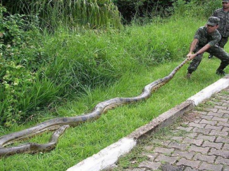 5 con vật khổng lồ có thật nhìn là sởn da gà - 4 5 con vật khổng lồ có thật nhìn là sởn da gà - 4