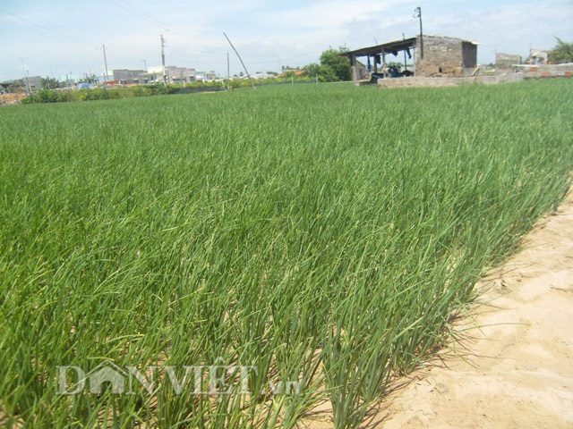 Lộ “bí kíp” làm hành giống thu tiền triệu của nông dân ven biển - 4 Làm hành giống trên đất cát giúp nông dân Ninh Hải thu nhập cao.
