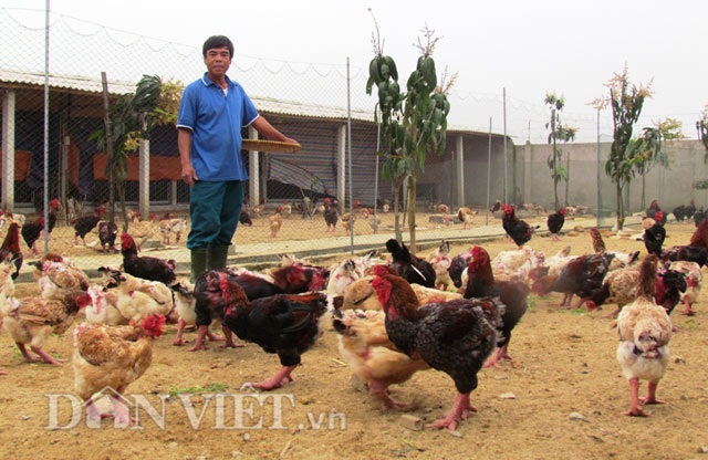 Đã mắt ngắm đàn gà tiền tỷ của lão nông Hà Tĩnh - 4 Đã mắt ngắm đàn gà tiền tỷ của lão nông Hà Tĩnh - 4