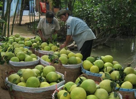 Sáu loại quả 100% thuần Việt, ăn thoải mái không dính độc - 4 Sáu loại quả 100% thuần Việt, ăn thoải mái không dính độc - 4