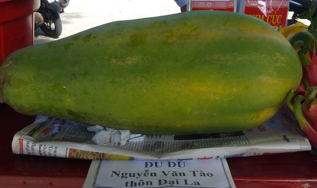Bí quyết trồng đu đủ sai trĩu, nặng tới 7kg/quả - 4 Bí quyết trồng đu đủ sai trĩu, nặng tới 7kg/quả - 4