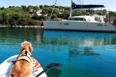 Chú chó Molly là bạn đồng hành của cặp đôi