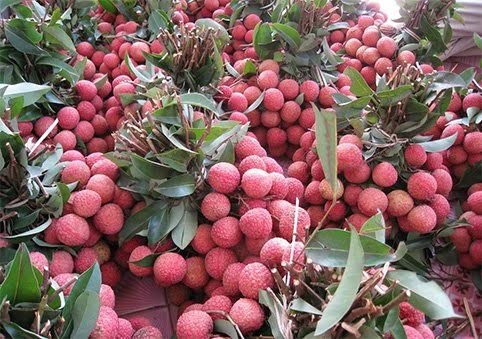 Sáu loại quả 100% thuần Việt, ăn thoải mái không dính độc - 5 Sáu loại quả 100% thuần Việt, ăn thoải mái không dính độc - 5