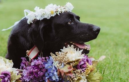 Kelly vô cùng biết ơn Katie khi mang thú cưng đến dự đám cưới