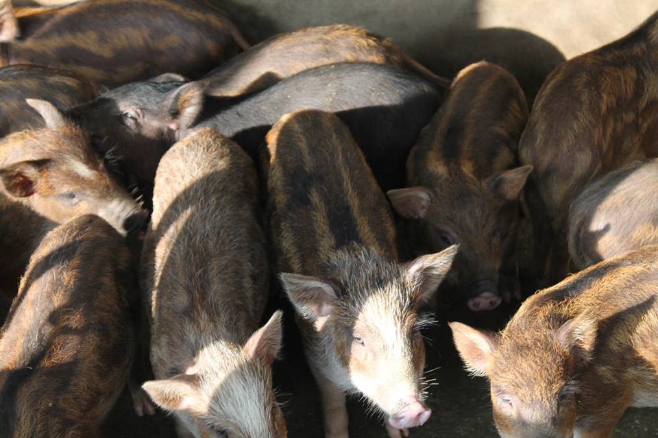 Một ngày làm nông dân siêu sướng ở trang trại ngoại ô - 5 Một ngày làm nông dân siêu sướng ở trang trại ngoại ô - 5