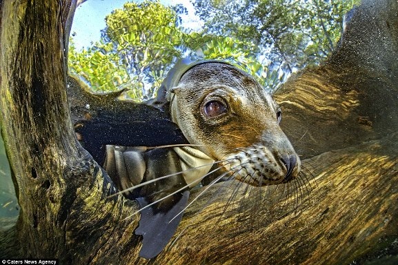 Bộ ảnh tuyệt đẹp về cuộc sống dưới nước vùng đảo Galapagos - 6 Bộ ảnh tuyệt đẹp về cuộc sống dưới nước vùng đảo Galapagos - 6