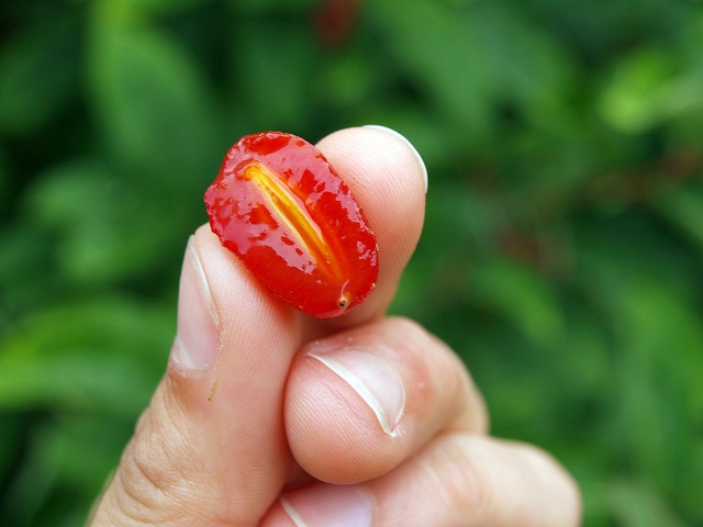 "Ứa nước miếng" ngắm những trái nhót tây cực đã - 5 "Ứa nước miếng" ngắm những trái nhót tây cực đã - 5