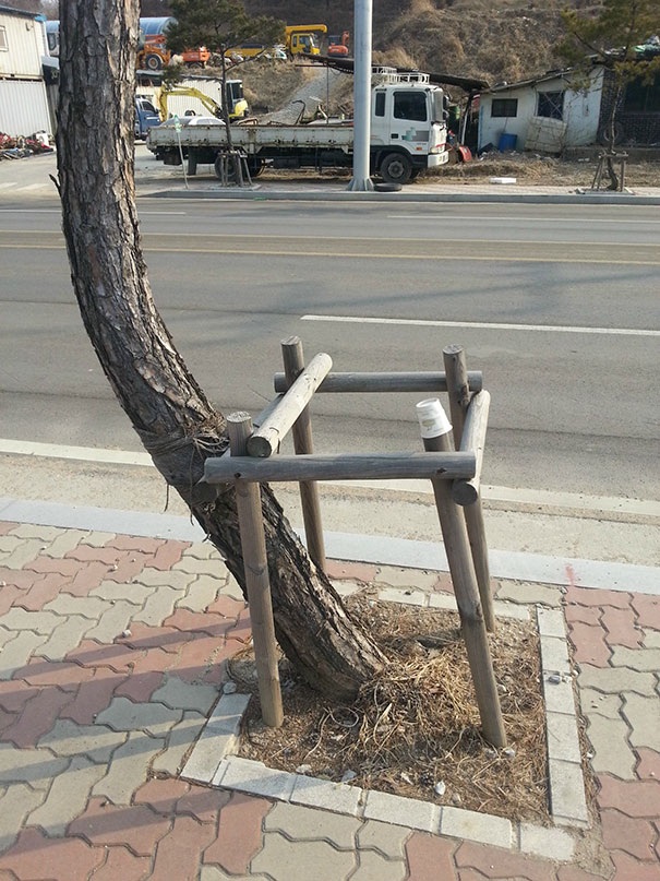 Không chỉ có con người hay động vật mà đến cả cái cây cũng muốn… phá rào!