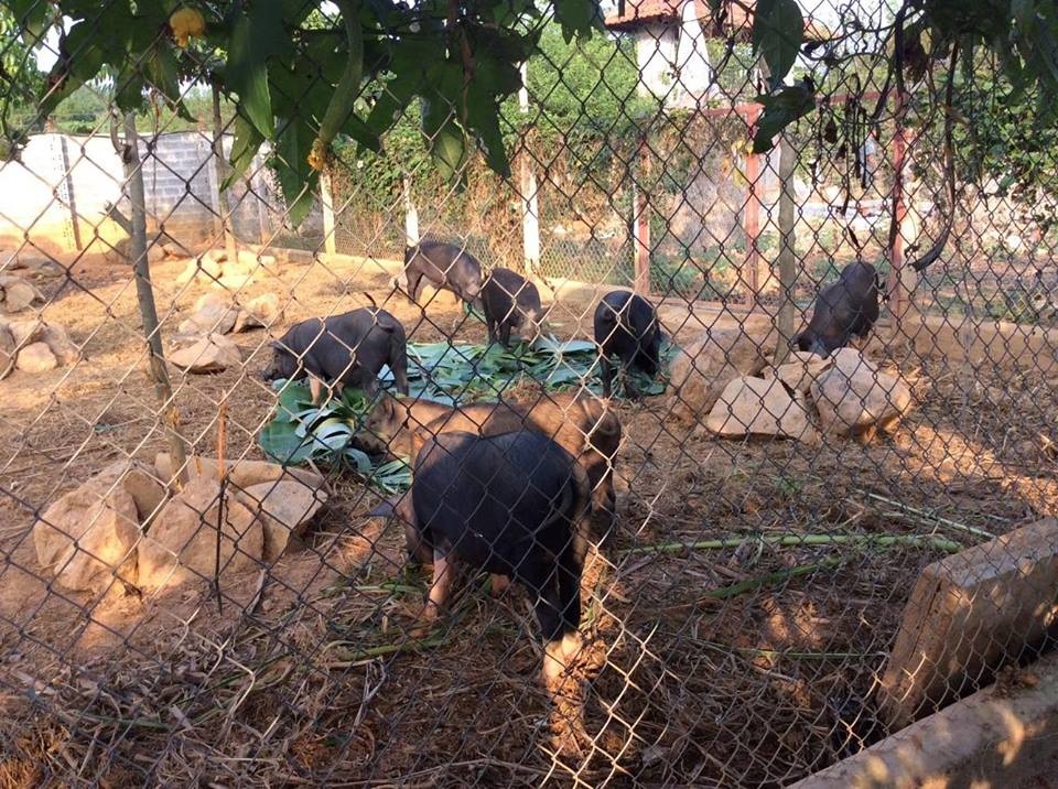 Một ngày làm nông dân siêu sướng ở trang trại ngoại ô - 7 Một ngày làm nông dân siêu sướng ở trang trại ngoại ô - 7