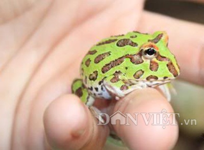 Một chú ếch Pacman nhỏ có giá vài trăm nghìn đồng.