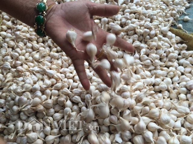 Giá đội đỉnh, một bao "vàng trắng" hơn 4 chỉ vàng - 6
Hiện giá tỏi khô được bán tại đảo lên đến 160.000 đồng/kg.