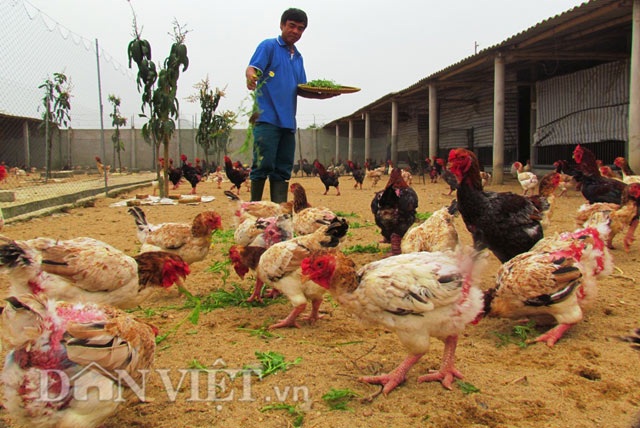 Đã mắt ngắm đàn gà tiền tỷ của lão nông Hà Tĩnh - 6 Đã mắt ngắm đàn gà tiền tỷ của lão nông Hà Tĩnh - 6