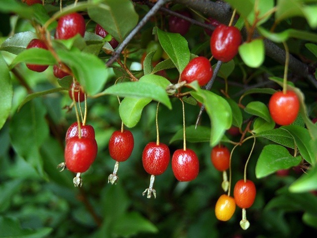 "Ứa nước miếng" ngắm những trái nhót tây cực đã - 6 "Ứa nước miếng" ngắm những trái nhót tây cực đã - 6