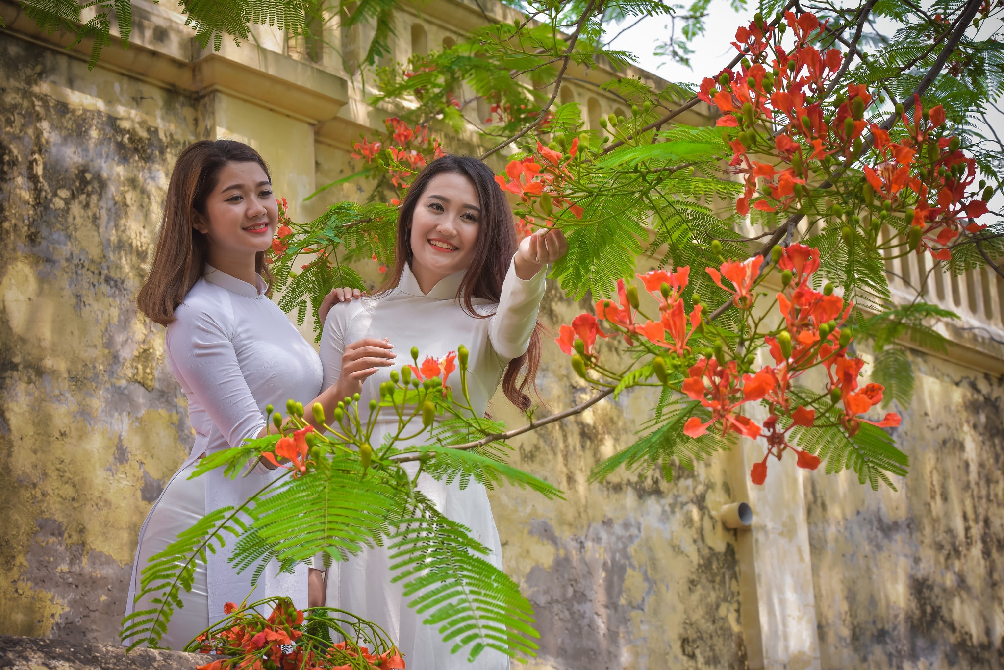 Thiếu nữ Hà thành mơ màng bên hoa phượng "rực cháy" - 19 Thiếu nữ Hà thành mơ màng bên hoa phượng "rực cháy" - 19